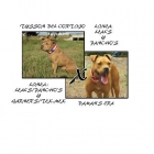 ultimos cachorros - mejor precio | unprecio.es
