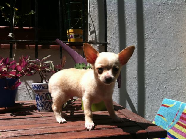 VENDO PRECIOSO CHIHUAHUA BLANCO