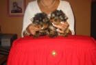 Yorkshire Terrier Superminiaturas (Garantizados) - mejor precio | unprecio.es