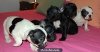 exCelente Camada Bulldog Francés - mejor precio | unprecio.es