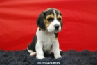 BEAGLE, DISPONEMOS DE PERROS DE DOS MESES, SON CACHORROS Y NOSOTROS SUS CRIADORES - mejor precio | unprecio.es