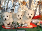 bichon maltes, los mejores cachorros - mejor precio | unprecio.es