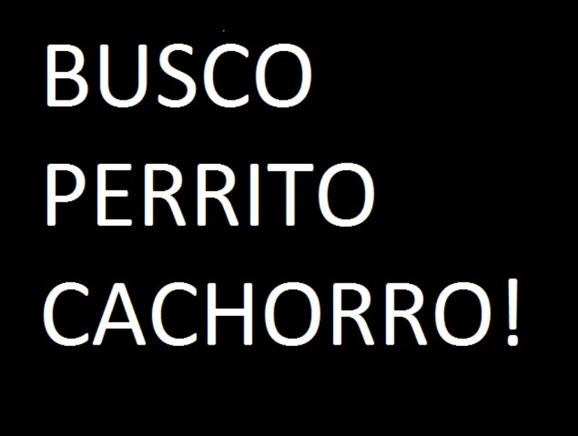 Busco perrito cachorro