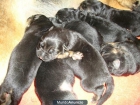 Camada Cachorros Pastor Aleman - mejor precio | unprecio.es