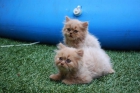 Gatos Persa 275   Barcelona - mejor precio | unprecio.es