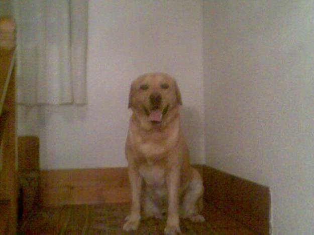 Labrador Busca novia