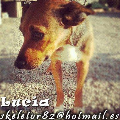 lucia en adopcion