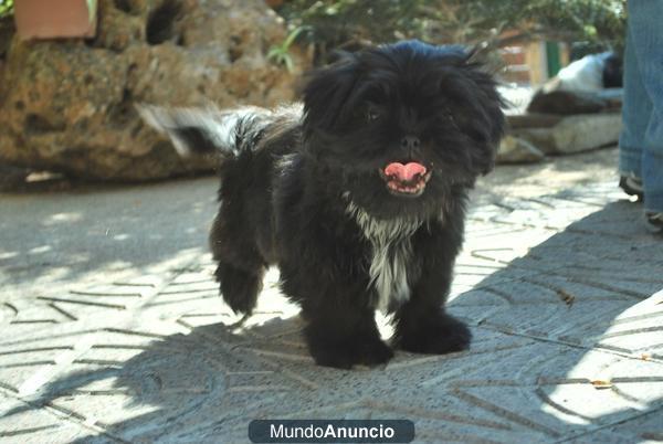 MARAVILLOSOS SHIH TZU NEGROS CON PEDIGRE