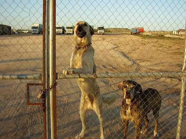 PERROS DESAPARECIDOS