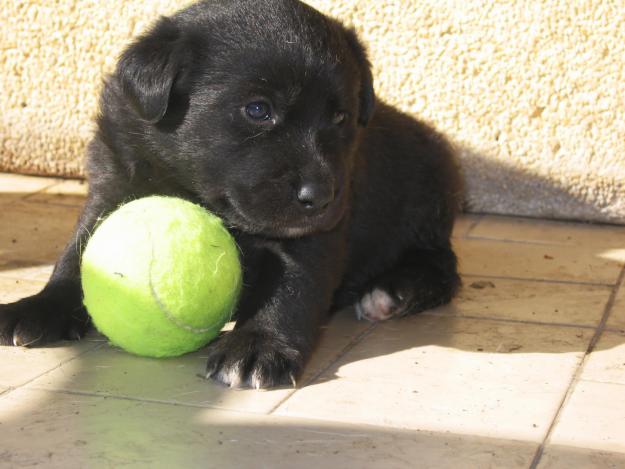 regalo cachorros cruce labrador 5 semanas, preciosos