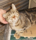 Sato gato guapo y bueno atigrado marrón, en adopción - mejor precio | unprecio.es