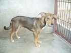 SE REGALA PERRITA - mejor precio | unprecio.es