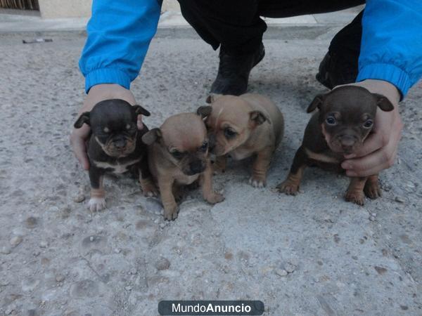 SE VENDEN CHIHUAHUAS