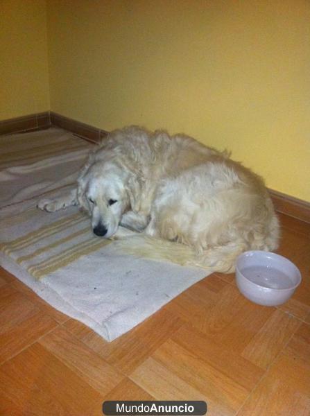 URGENTE! GOLDEN RETRIEVER