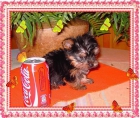 yorkshire terrier camadita toy - mejor precio | unprecio.es