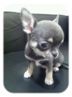 Chihuahuas de Lemuria, Exposición y Compañía - mejor precio | unprecio.es
