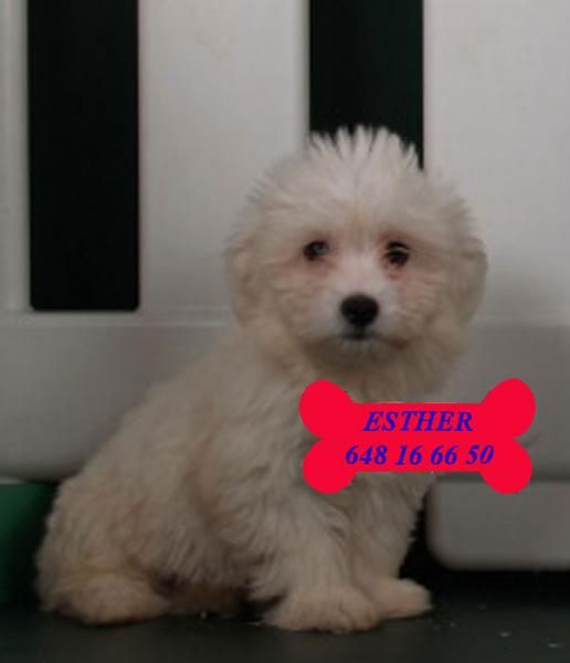 Bichon maltes, preciosos y adorables