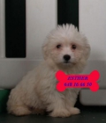 Bichon maltes, preciosos y adorables - mejor precio | unprecio.es