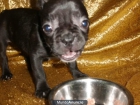 BULLDOG FRANCES, ASESORAMIENTO PROFESIONAL,EN NUESTRA TIENDA!! - mejor precio | unprecio.es