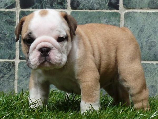 Bulldog Frances (FANW) (Machos y Hembra) Cachorros