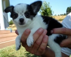 Chihuahua: Cachorro precioso 120euros - mejor precio | unprecio.es