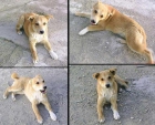 Dana, cachorrita en peligro de sacrificio, ayudala!! - mejor precio | unprecio.es