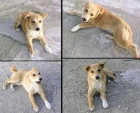 Dana, cachorrita en peligro de sacrificio, ayudala!! - mejor precio | unprecio.es