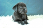 Labrador machos y hembras Fantastica camada - mejor precio | unprecio.es