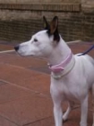 Preciosa perrita abandonada - mejor precio | unprecio.es