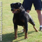 Rottweiler. Cachorros disponibles - mejor precio | unprecio.es