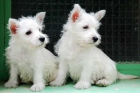 West higland en venta, increible cachorro - mejor precio | unprecio.es