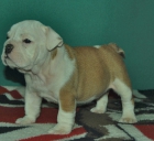 Bulldog Inglés , inscritos en Loe , posibilidad de ver padres - mejor precio | unprecio.es