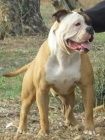 BULLDOG AMERICANO, preciosa camada - mejor precio | unprecio.es