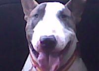 bullterrier para montas