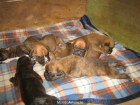 Cachorros boxer son una pasada - mejor precio | unprecio.es
