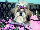 excepcional camada de shih tzu - mejor precio | unprecio.es
