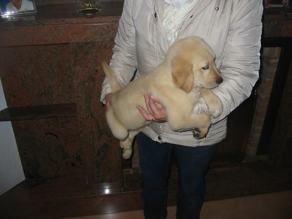Labradores retriever.cachorros,dorados y negros.Pedigree.