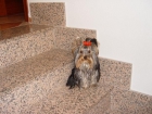 Se vende Yorkshire Terrier - mejor precio | unprecio.es