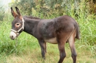VENDO BURRO - mejor precio | unprecio.es