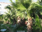 vendo palmeras washingtonias - mejor precio | unprecio.es