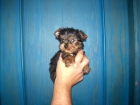 yorkshire terrier cachorritos machos con pedigri (loe) - mejor precio | unprecio.es