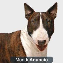 Bull Terrier 150€ (Adopto)