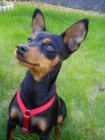 Busco hembra mini pinscher para monta - mejor precio | unprecio.es