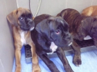 Cachorros boxer - mejor precio | unprecio.es