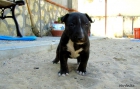 Cachorros de bull terrier - mejor precio | unprecio.es