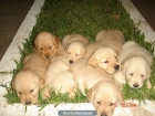 CAMADA CACHORROS LABRADOR RETRIEVER 220E TRANSPORTES INCLUIDOS - mejor precio | unprecio.es