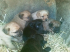 camada de cachorros preciosos - mejor precio | unprecio.es
