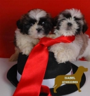 Impresionantes Shih-Tzu,cachorros de 2 meses - mejor precio | unprecio.es