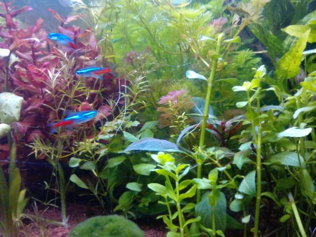 LOTE PLANTAS ACUARIO