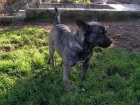 LUNA PERRITA BUENISIMA EN ADOPCION - mejor precio | unprecio.es